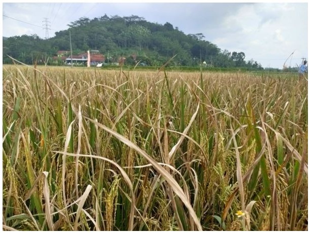 Daun padi mengering