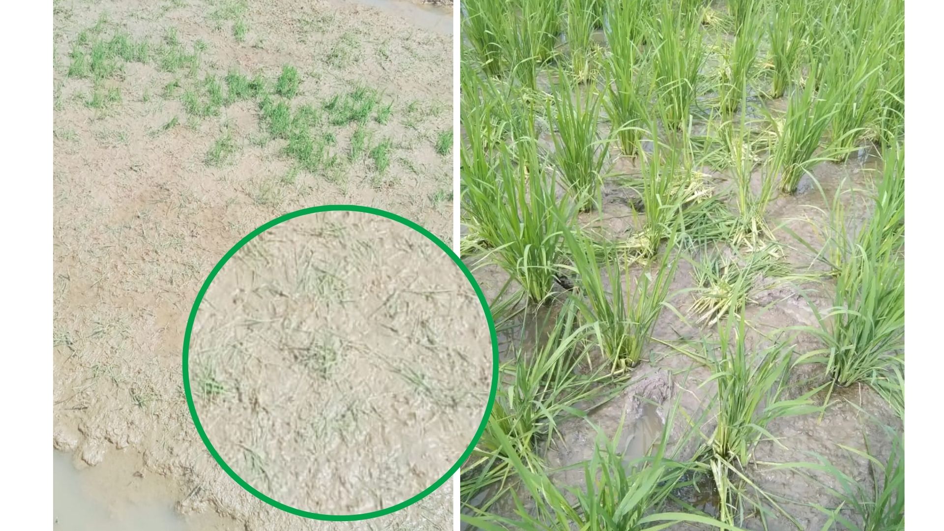 Terbentuk bekas gigitan dibatang padi, disertai dengan daun padi yang berserakan pada petakan sawah dalam jumlah banyak