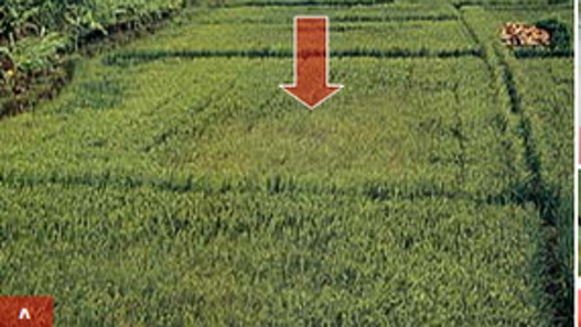 Terbentuk spot kerusakan dimulai dari tengah petakan sawah hingga tersisa beberapa baris rumpun padi di pinggir petakan