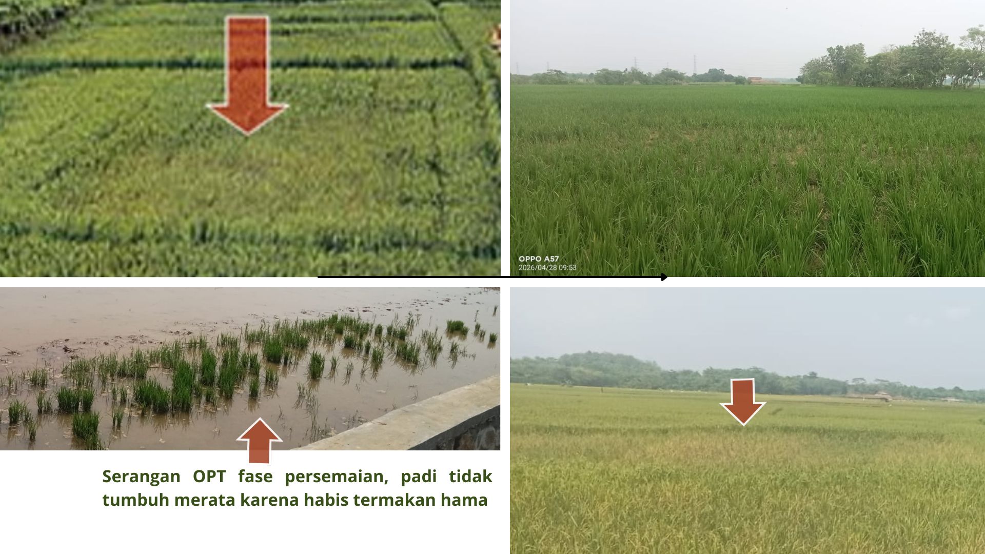Terbentuk spot kerusakan dimulai dari tengah petakan sawah hingga tersisa beberapa baris rumpun padi di pinggir petakan