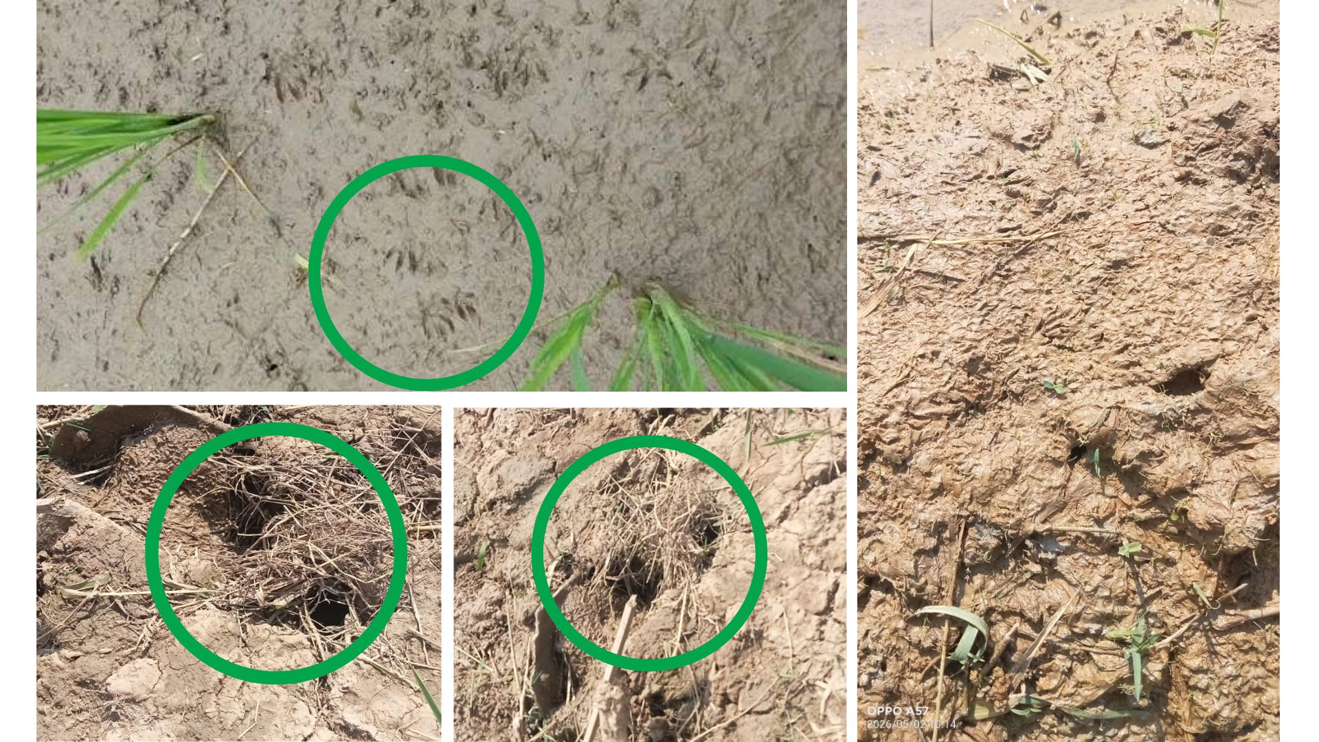 Pada tanah atau galengan sawah terdapat jejak kaki tikus atau lubang aktif tikus 