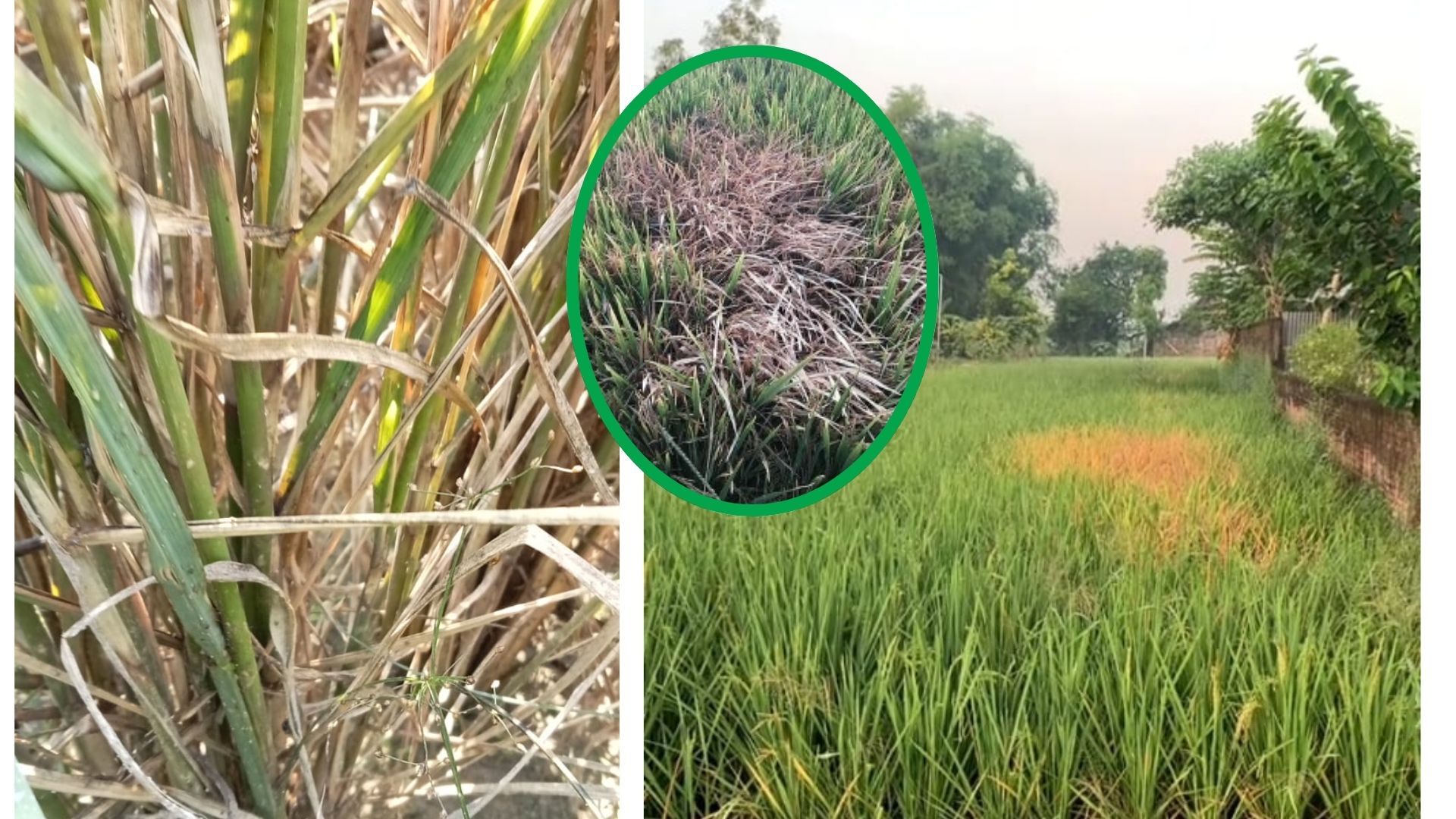 Batang ataupun daun padi mengering dengan cepat