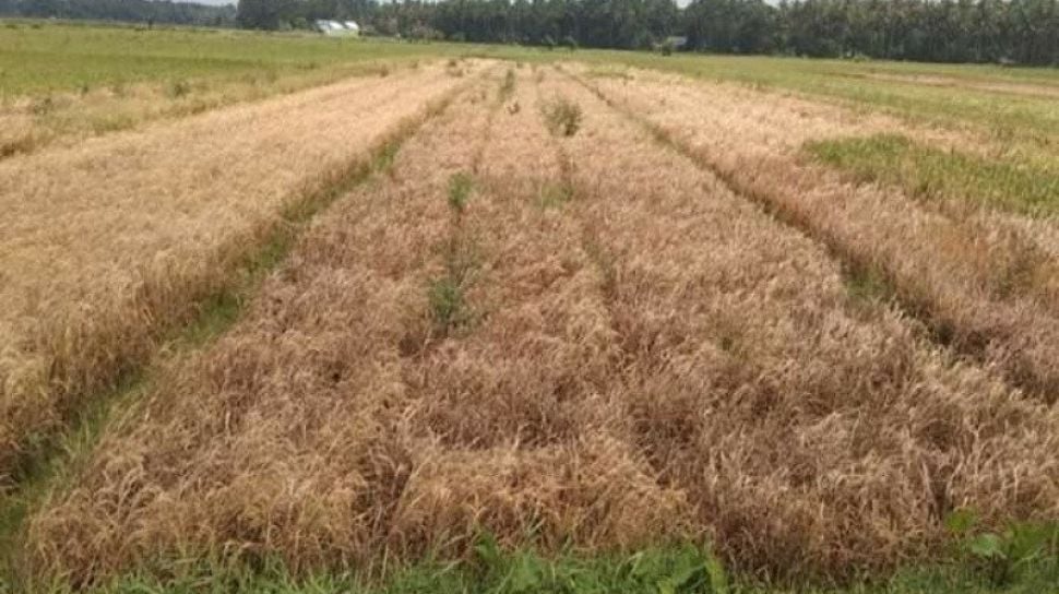 Terbentuk spot seperti terbakar (menguning dan mengering) pada petakan sawah (hopperburn)