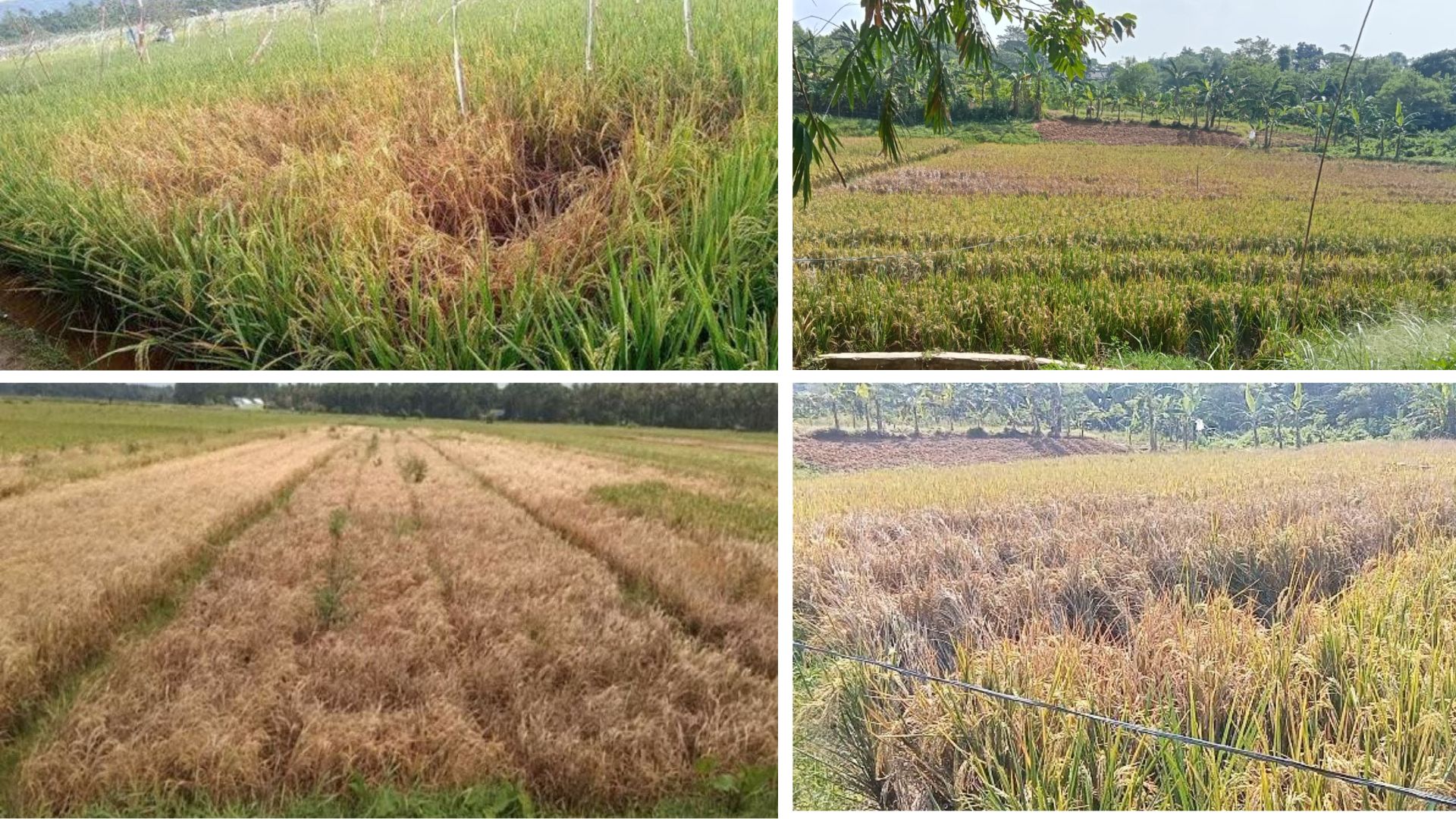 Terbentuk spot seperti terbakar (menguning dan mengering) pada petakan sawah (hopperburn)