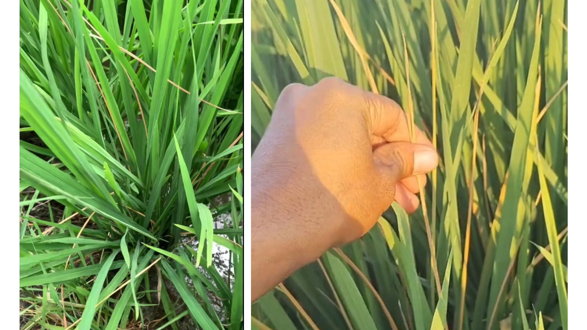 Daun padi menggulung pada daun yang masih hijau ataupun kuning 