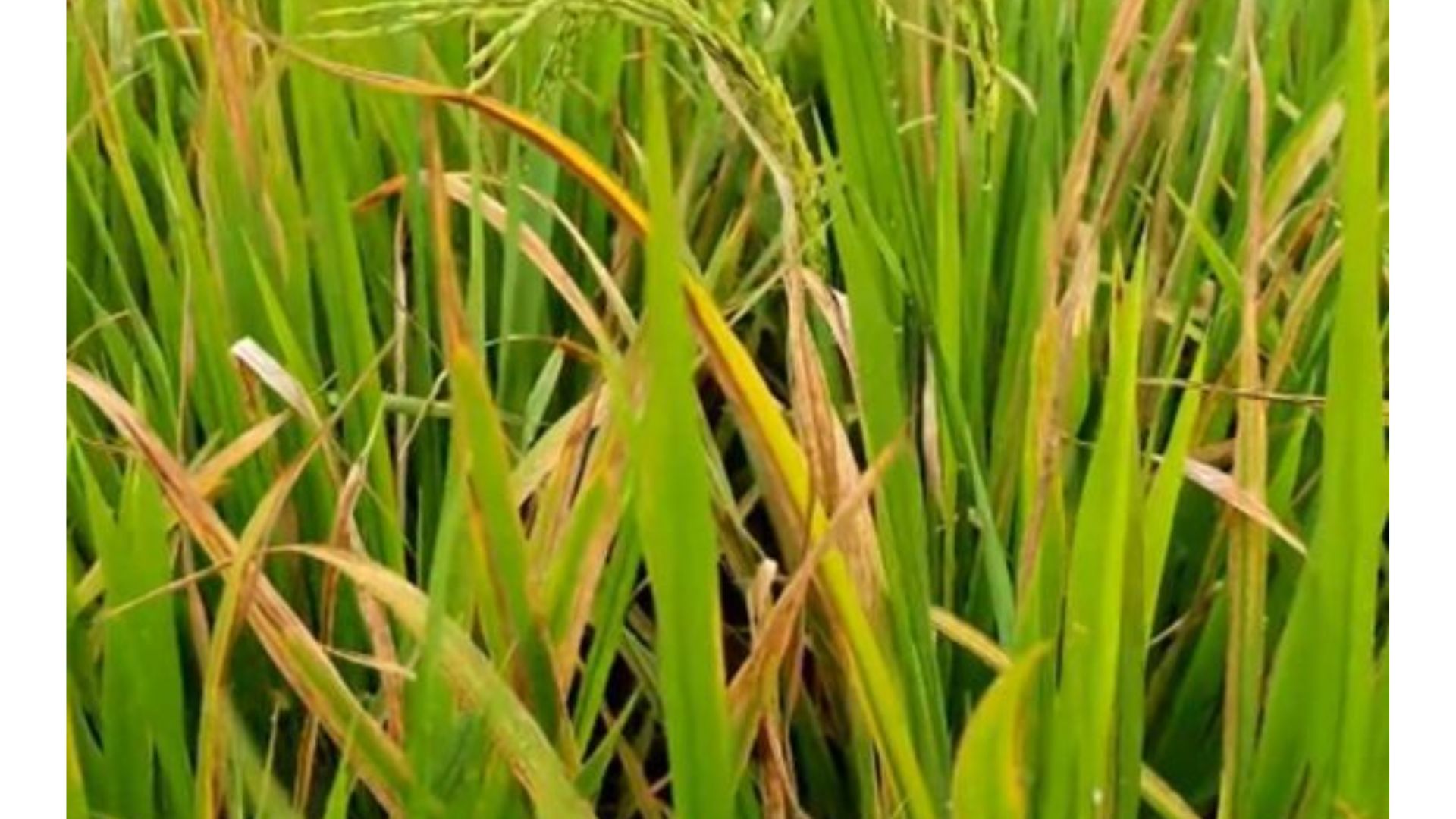 Ujung atau pinggir daun padi menguning ataupun mengering 