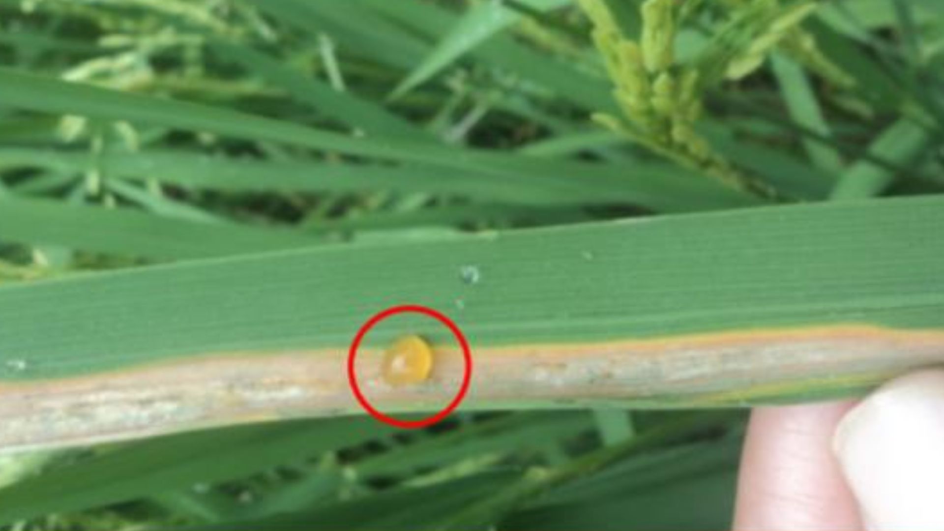 Terdapat embun kuning pada daun padi di pagi hari 