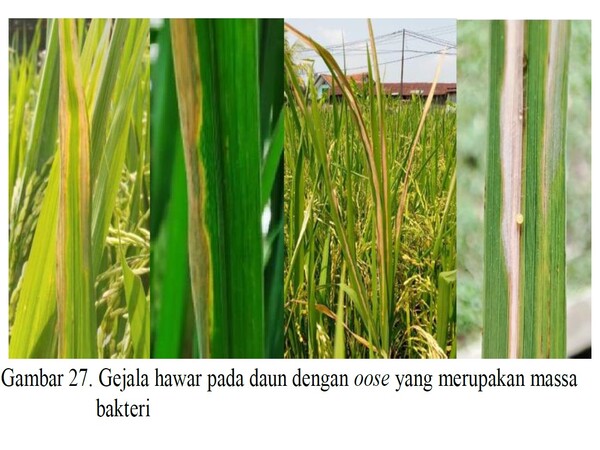 Penyakit Hawar Daun (Kresek)