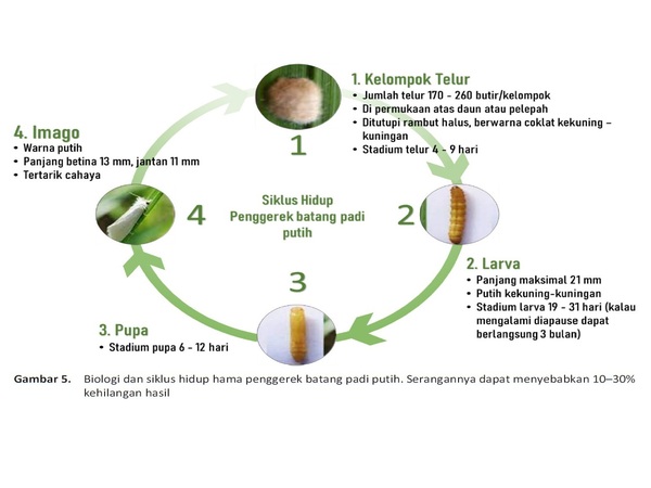 Penggerek Batang Padi
